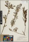 Foto von Salix lapponum L. x Salix viminalis L.